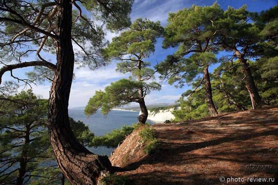 Сосна Пицундская