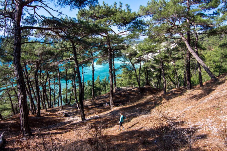 Джанхотский бор сосны пицундской геленджик