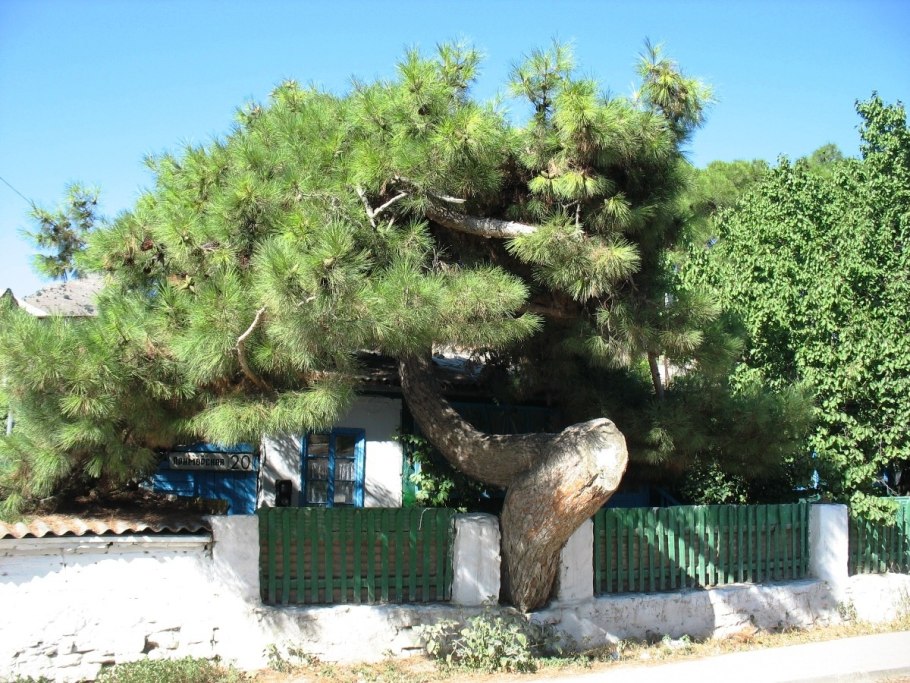 Сосна Палласа Крымская