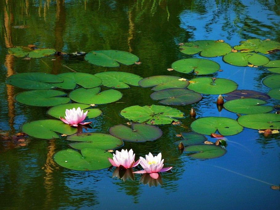 Красивая дача