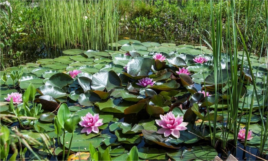 Нимфея Озерная