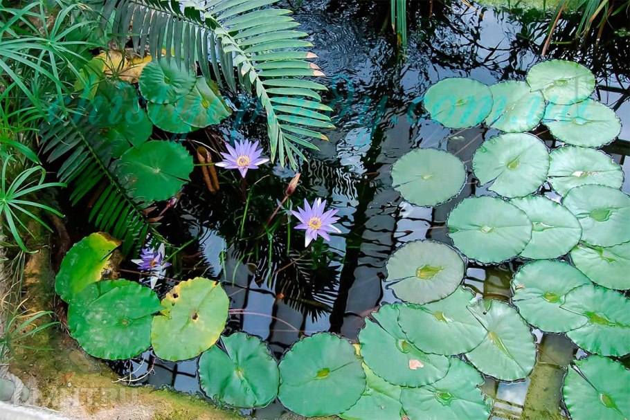 Эйхорния водяной гиацинт