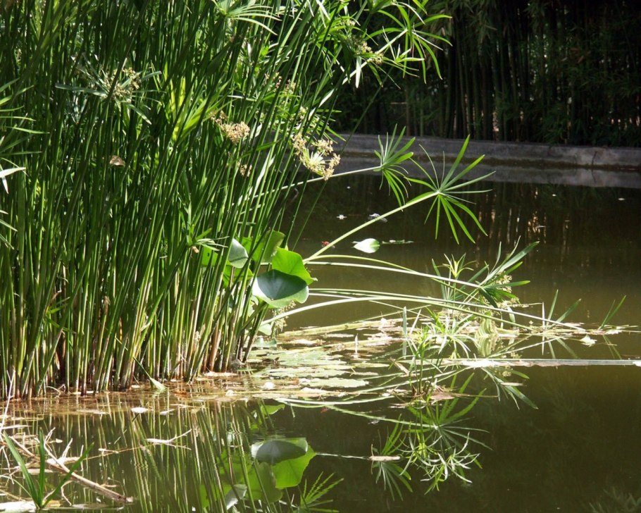 Малайзия река в джунглях