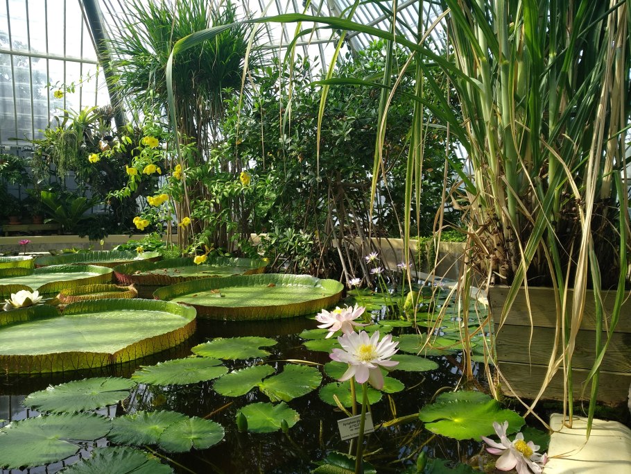 Береговые растения водоемов