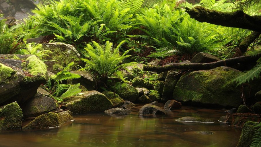 Тропические водные растения