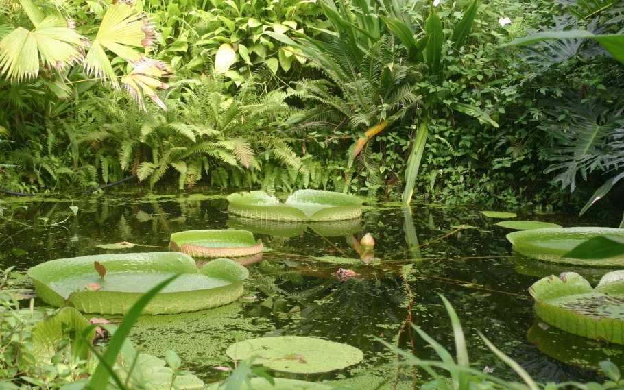 Тропические водные растения