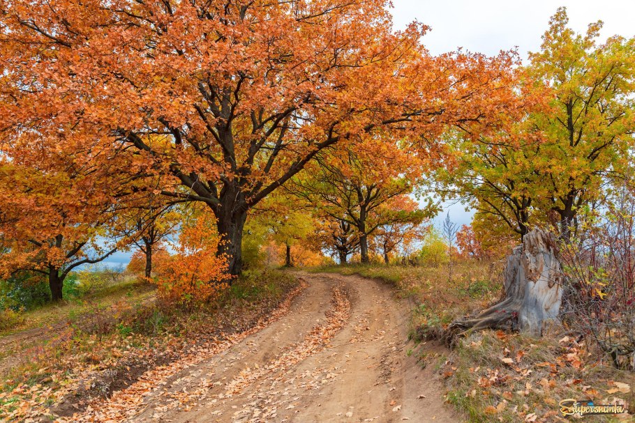 Осенний дубовый лист
