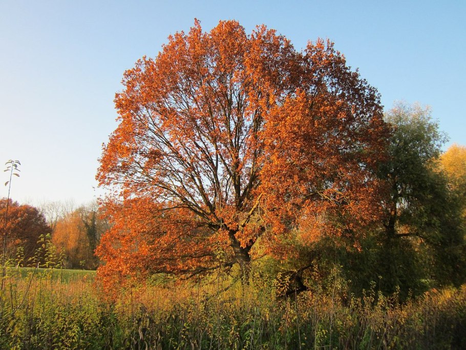 Дуб черешчатый липа