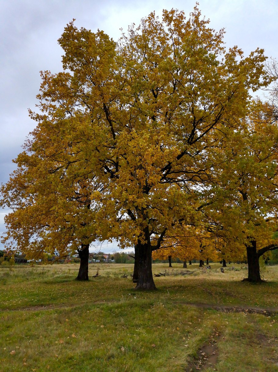 Дуб черешчатый осень