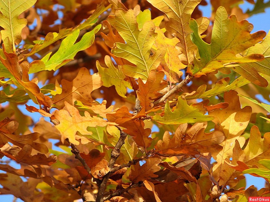 Дуб осенью