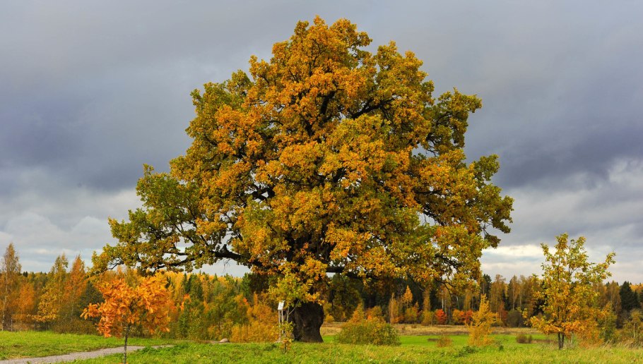 Дуб черешчатый осенью лист