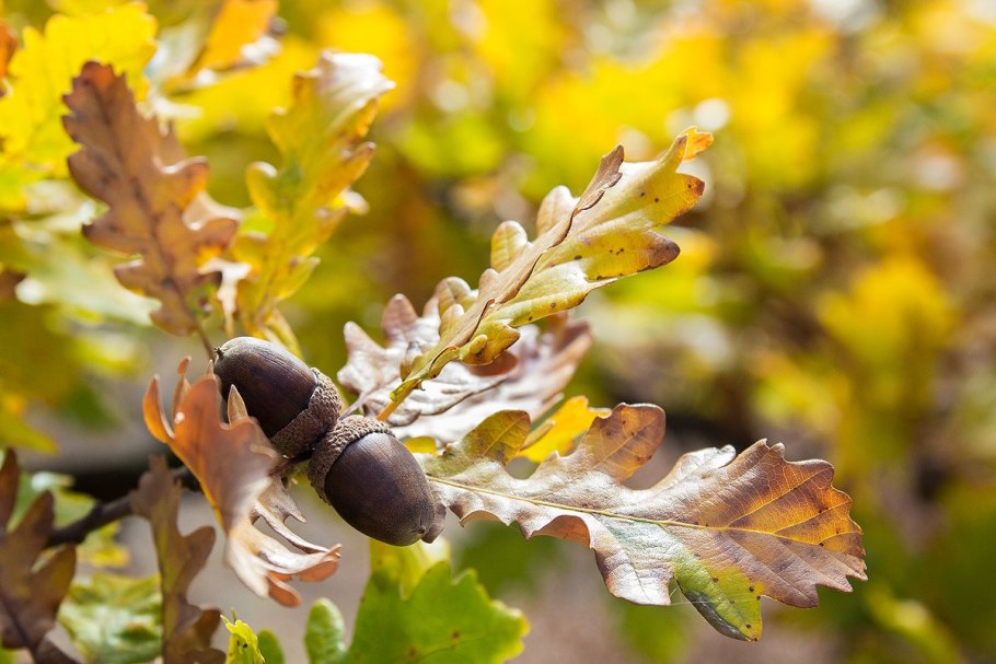 Дуб черешчатый Кузьминки
