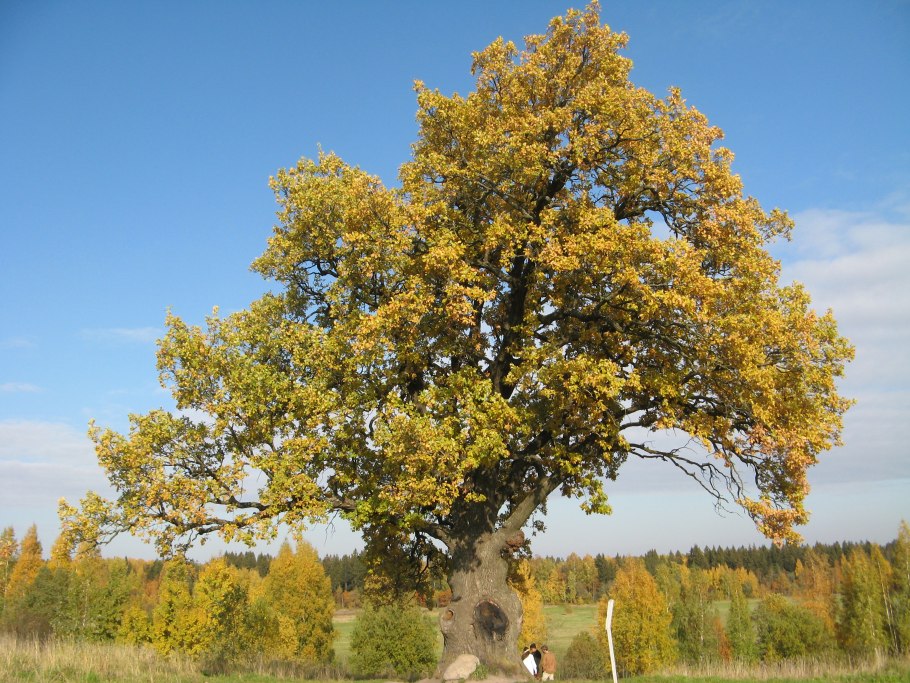 Дуб черешчатый семена
