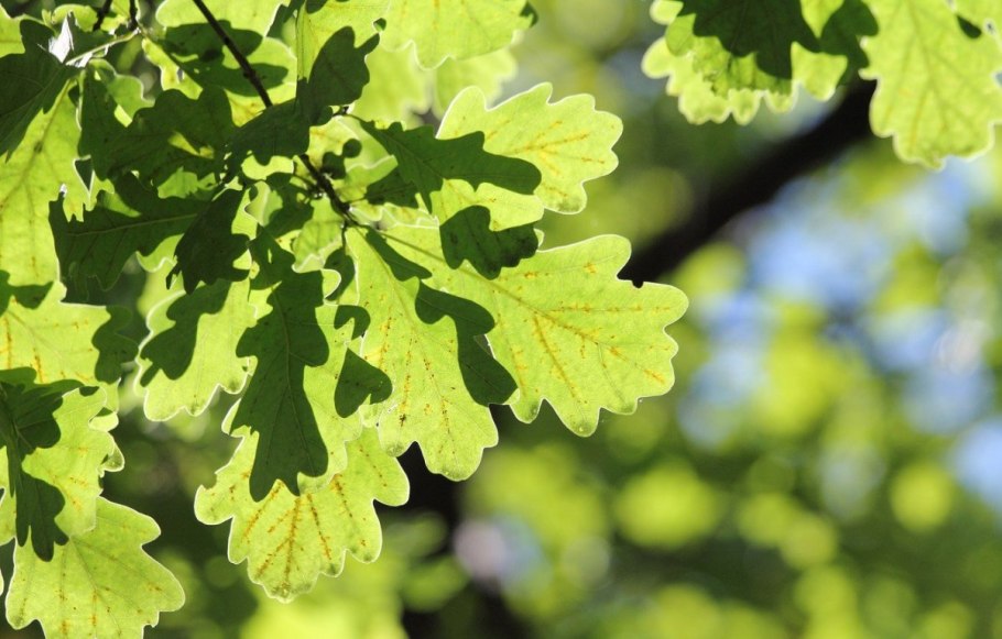 Дуб черешчатый осень