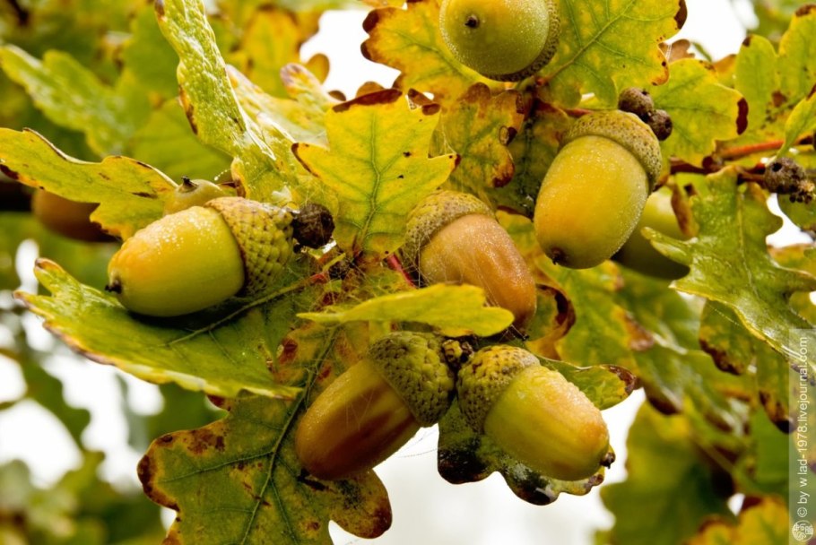 Дуб черешчатый