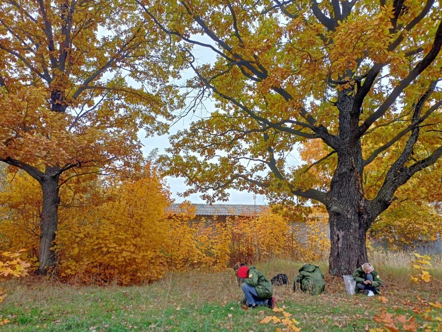 Вяз гладкий осенью дерево