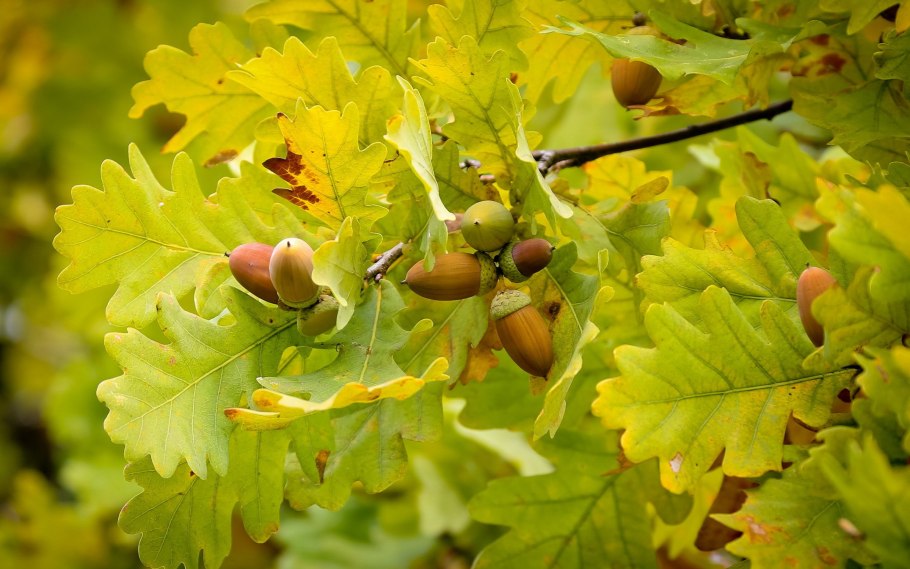 Листок дуба