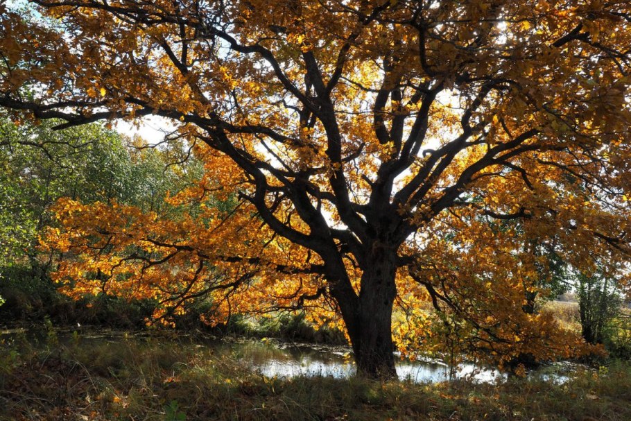 Дуб черешчатый осень