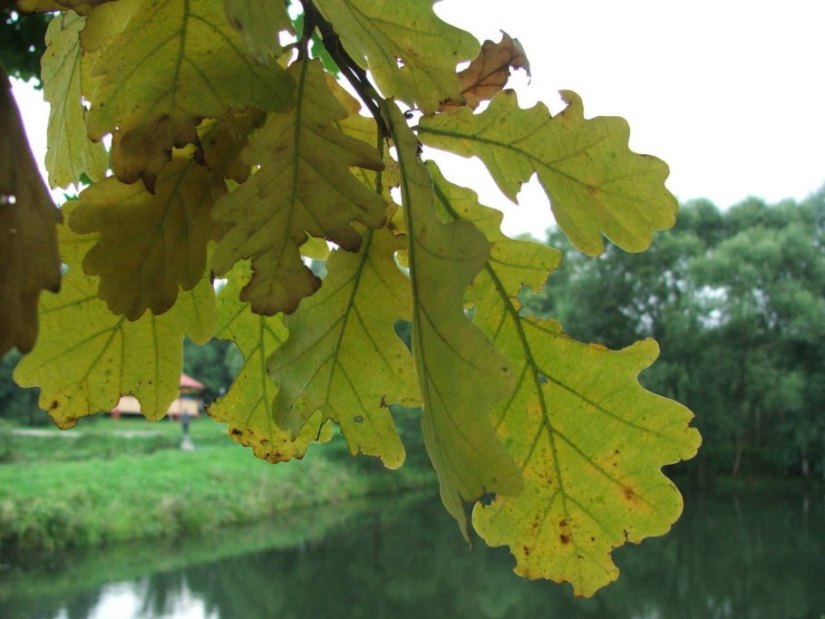 Осенний дуб