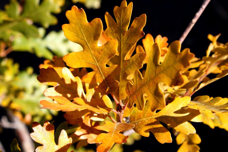 Дерево дуб осенью