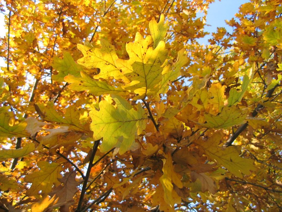 Черешчатый дуб в Ириновке