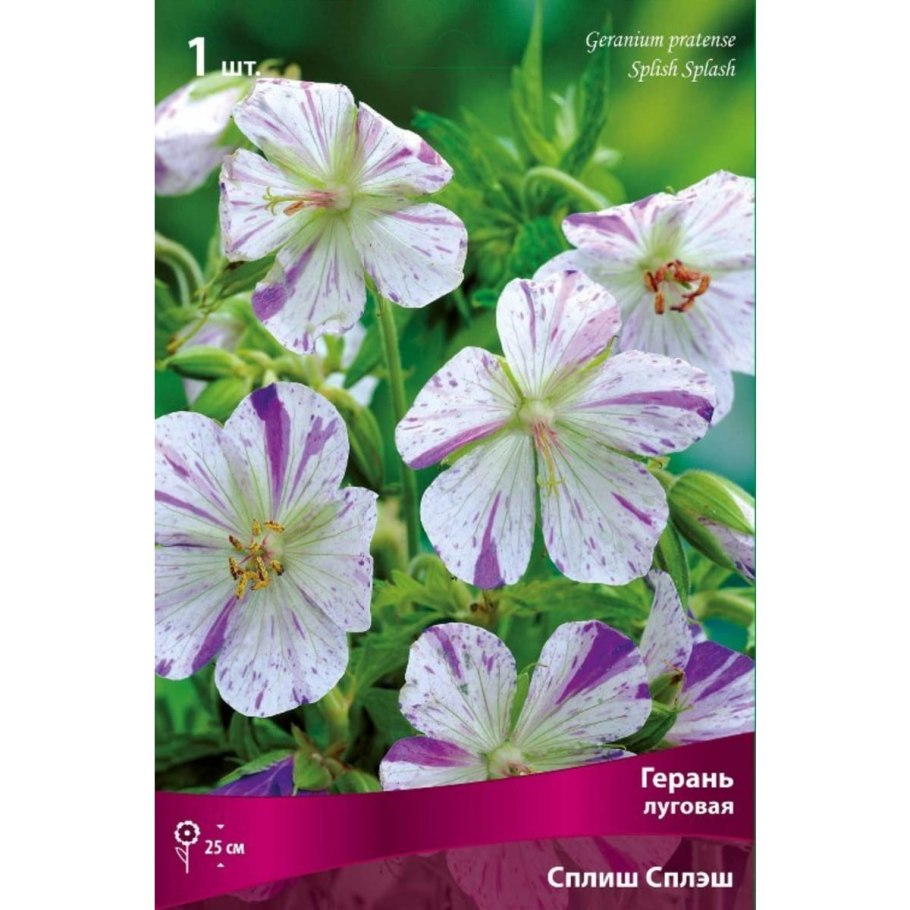 Герань Луговая Сплиш Сплэш (Geranium pratense Splish Splash)
