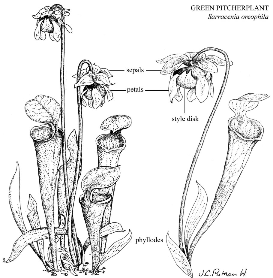 Саррацения пересадка