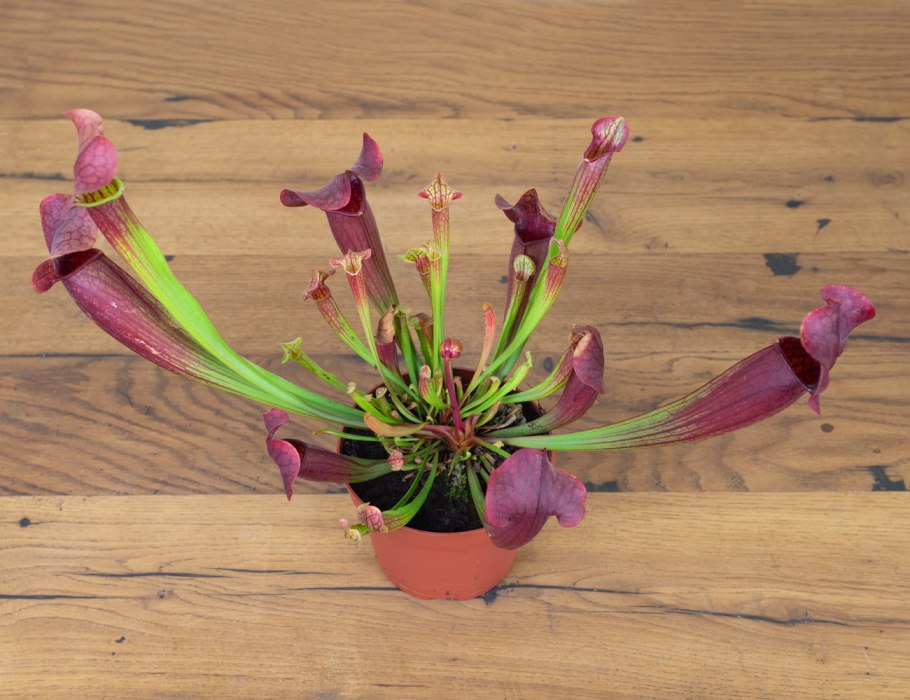 D И растения