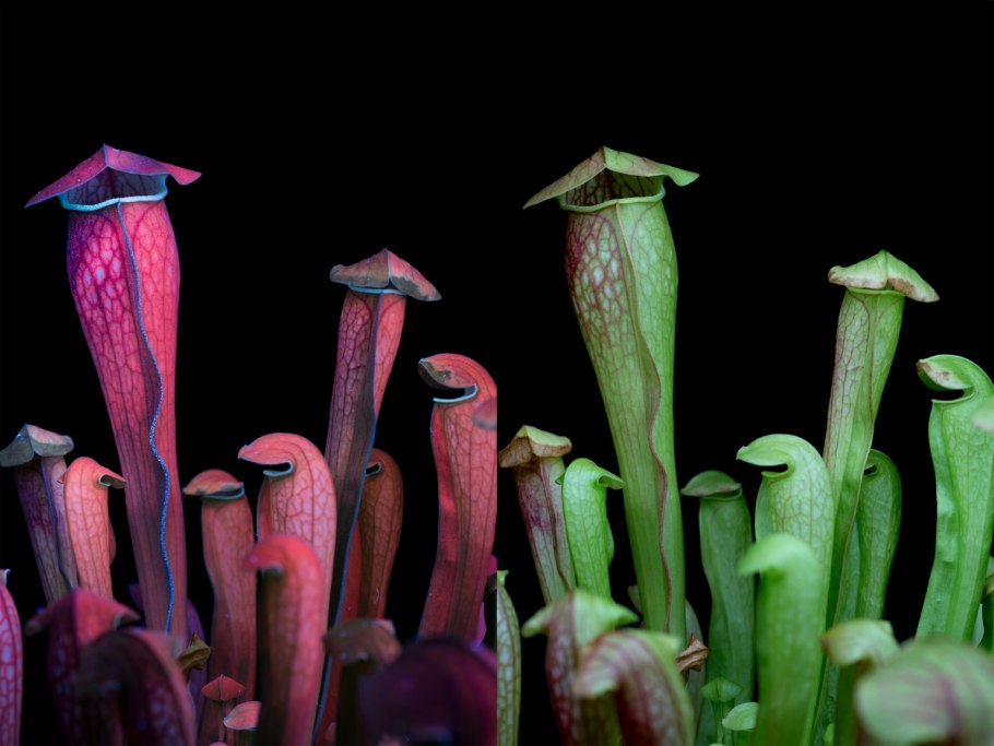 Непентес мадагаскарский