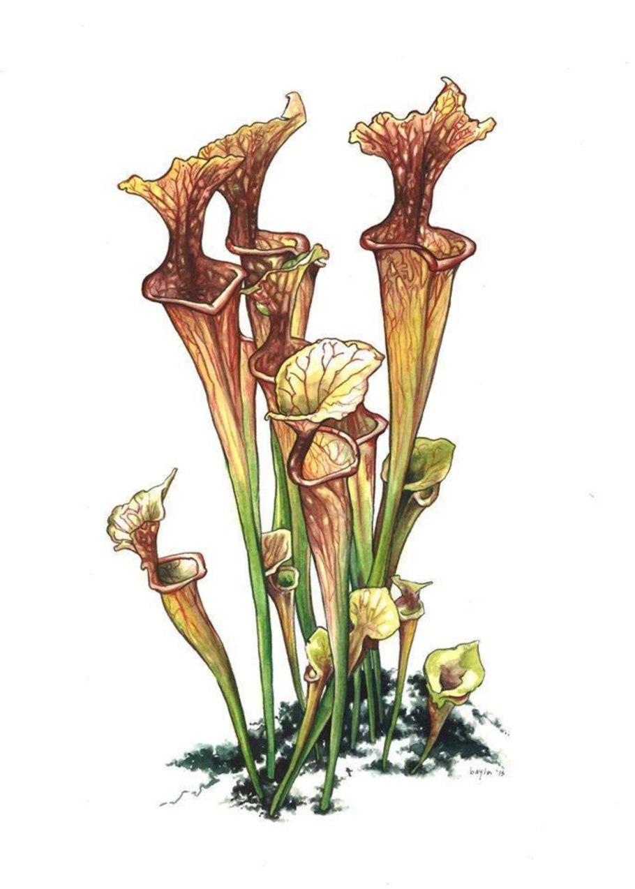 Саррацения растение рисунок