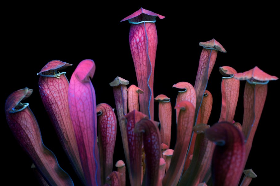 Саррацения Лейкофилла