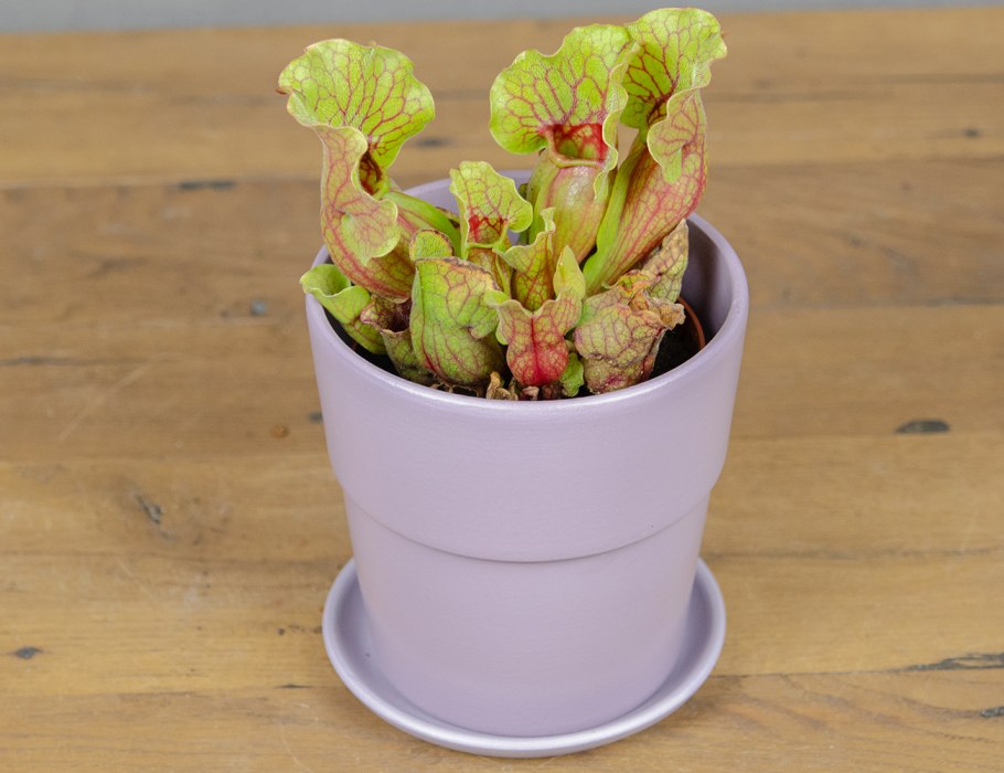 Трампет Ботаническая иллюстрация