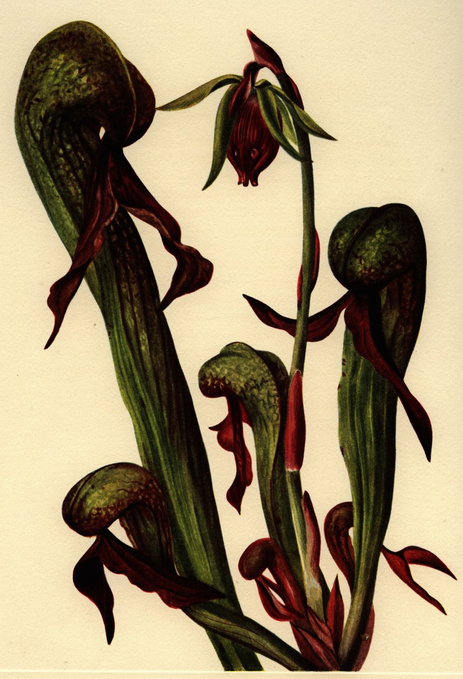 Саррацения Монтана