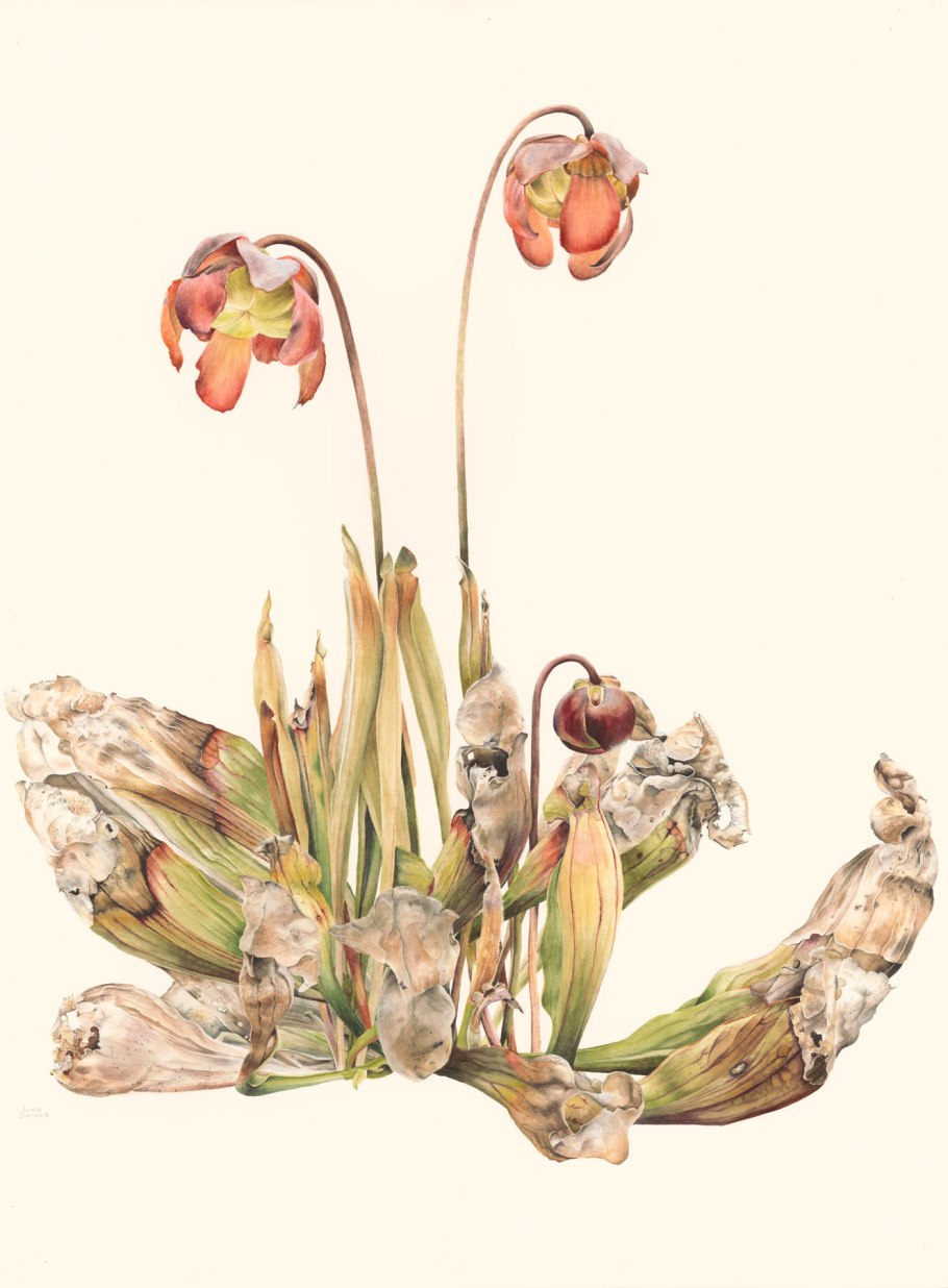 Саррацения живопись