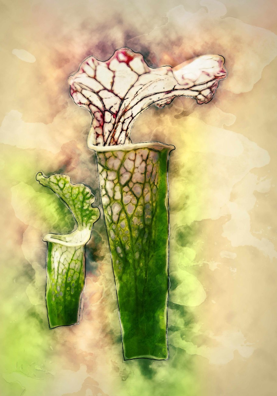 Саррацения рисунок