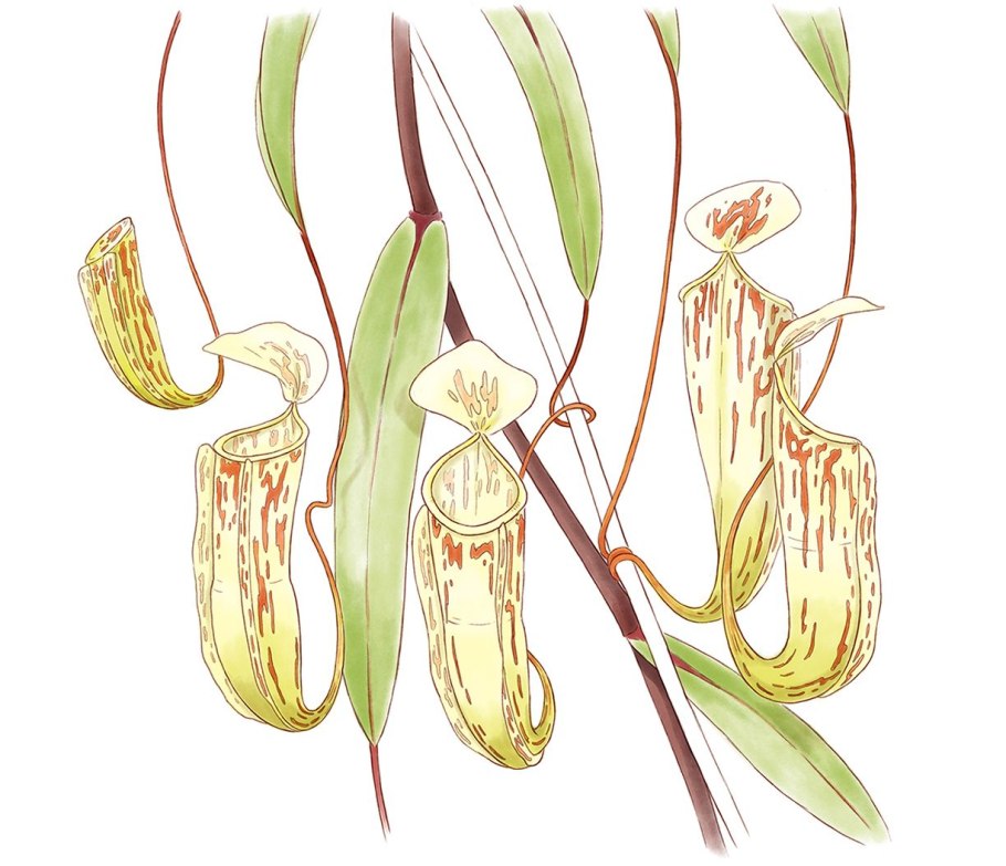 Картины саррацении