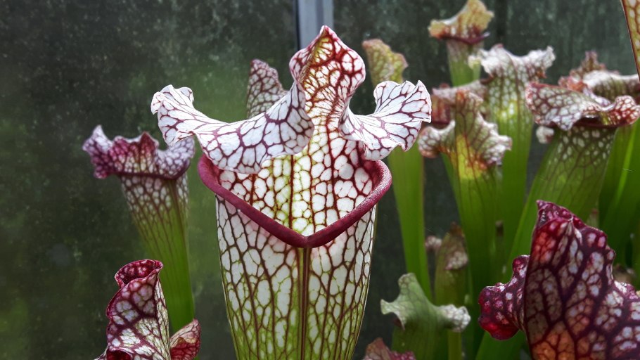 Sarracenia stevensii