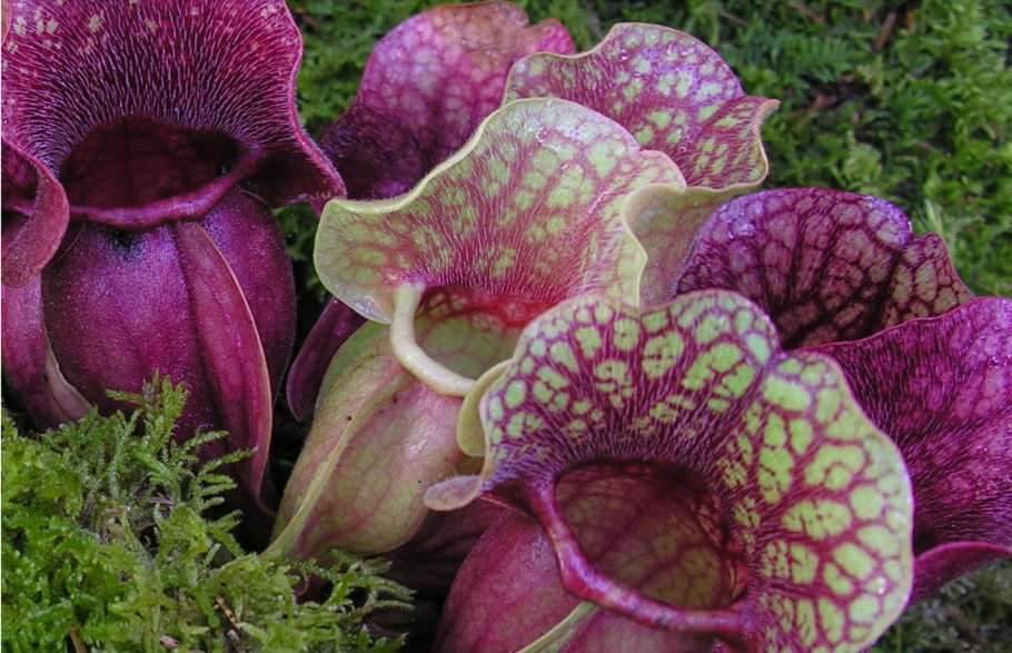 Непентес строение