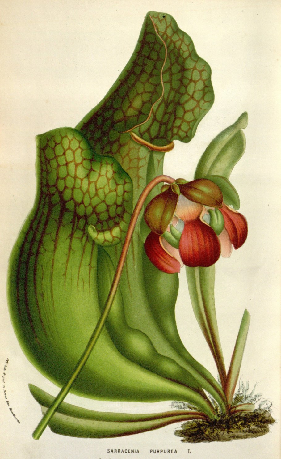 Саррацения Рубра