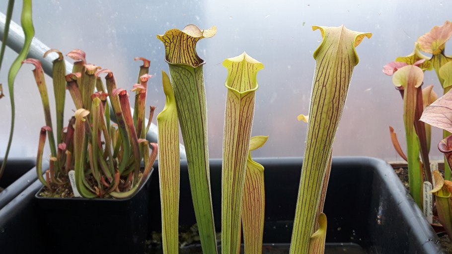 Ревенала Ботаническая иллюстрация