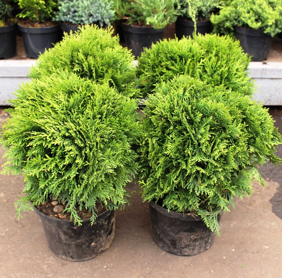 Туя Даника Ауреа