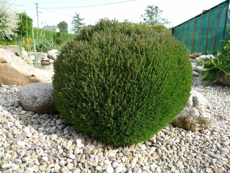 Туя Западная шаровидная Тедди