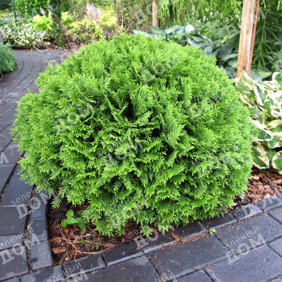 Туя Западная Даника