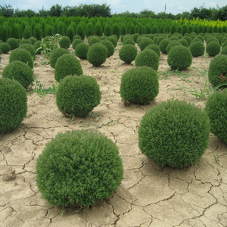 Туя шаровидная Тедди