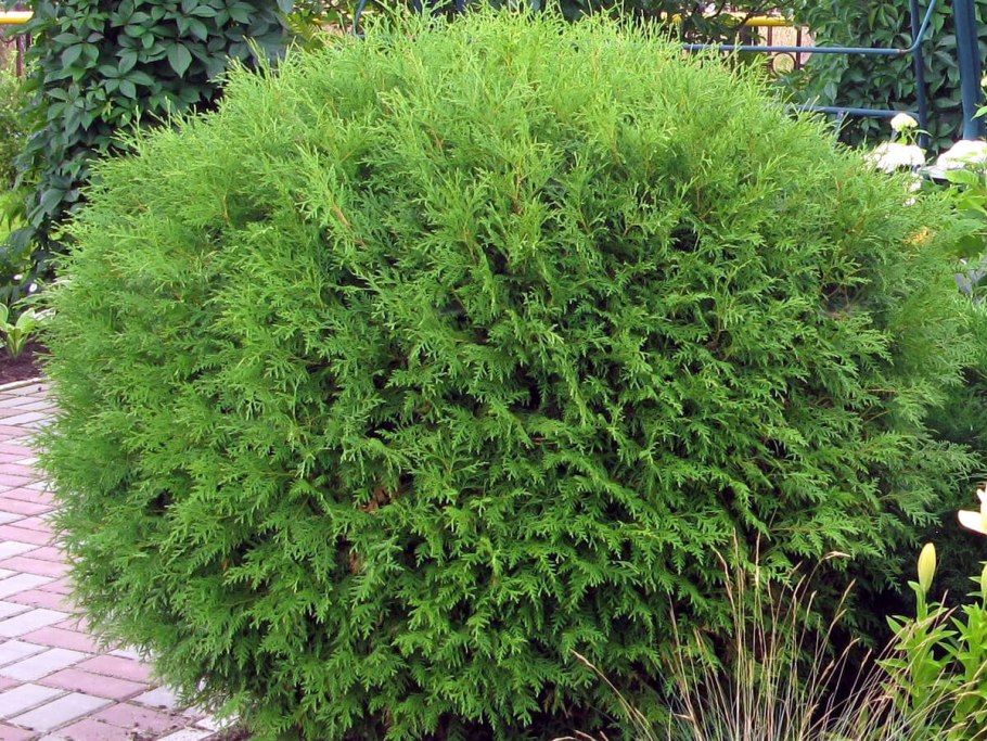 Туя Западная Глобоза