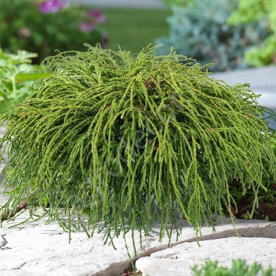 Кипарисовик горохоплодный filifera Nana