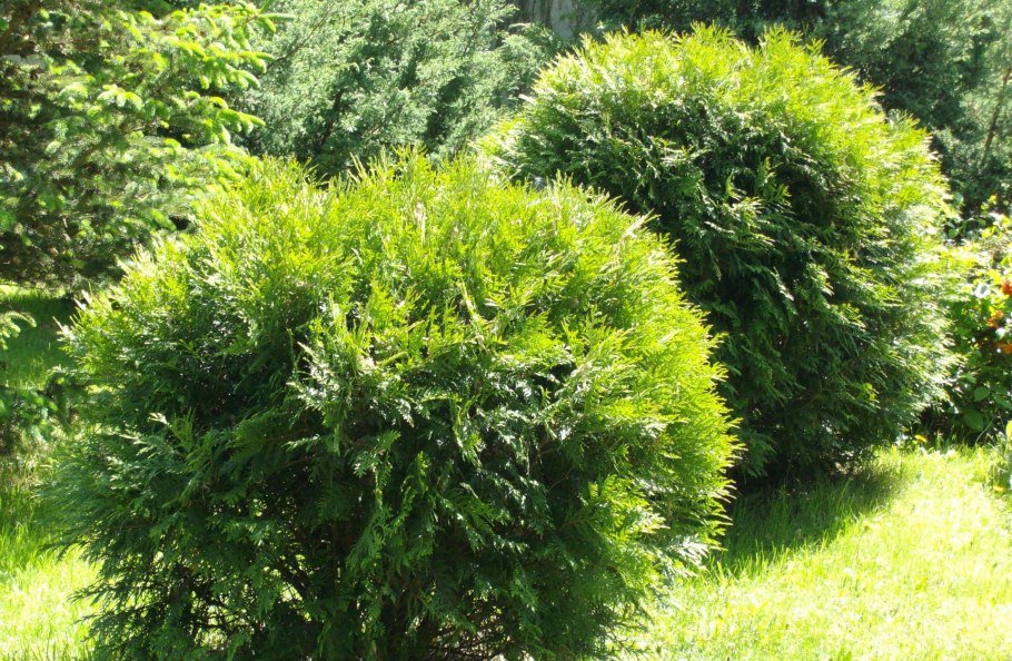 Туя Западная Hoseri
