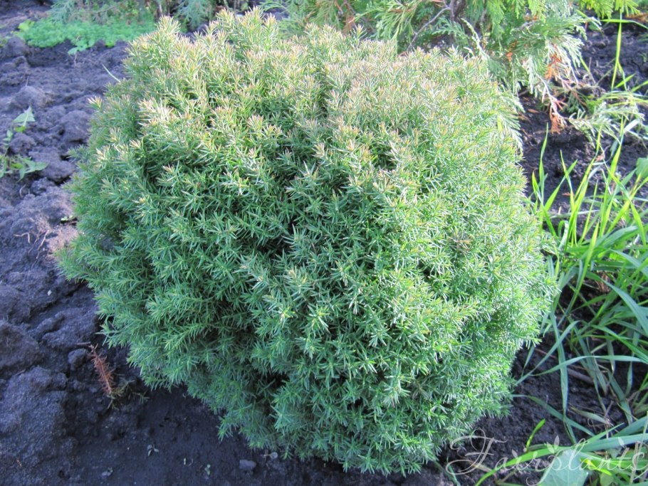 Туя Западная Тедди