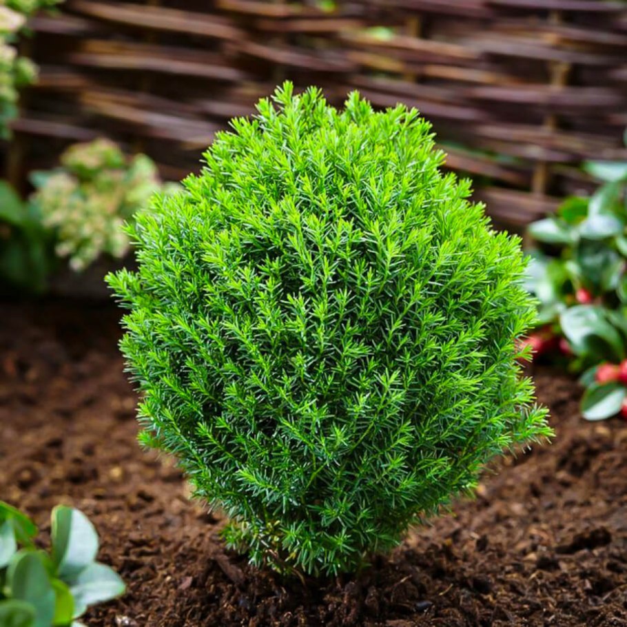 Туя шаровидная Тедди