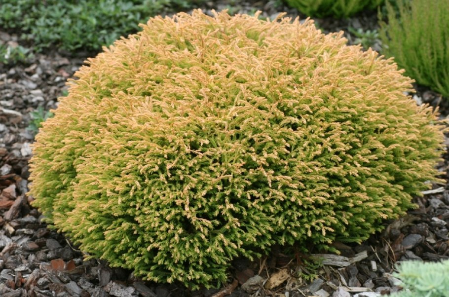 Туя Глобоза Даника